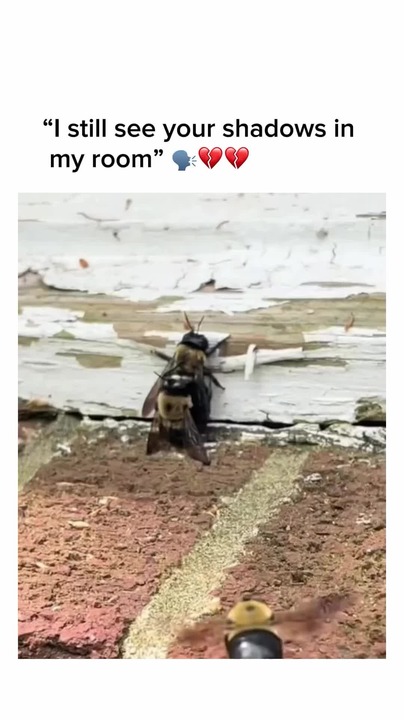 Still see your shadows in ma room - Meme by WhiteLies :) Memedroid