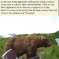 True bear vibe