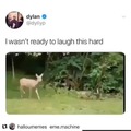 Silly deer