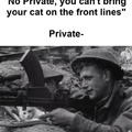 Cat soldiers
