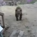 Mother Bear attack