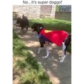 Super doggo