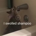 I swolled shampoo