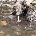 Komodo dragon gets a snack