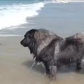 Newfoundlands are natural water rescue dogs, whether one wants to be saved or not