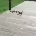 Plunging ducklings