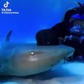 I love shark :3
