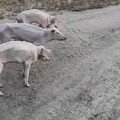 north korean pigs
