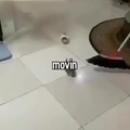 Cat_move