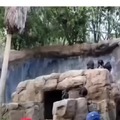 Madre chimpancé con la chancla