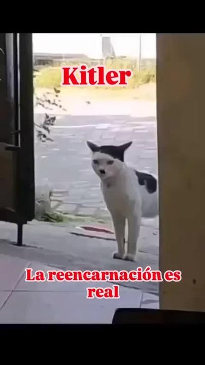 Kitler: la reencarnación existe y es muy rara - Meme subido por Scarpas ...