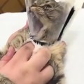 Catto at the vet