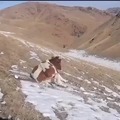 Cows sliding
