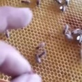 Bee's gathering to cure sick queen bee