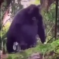 Gorila gordo
