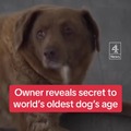 Oldest doggo passed away