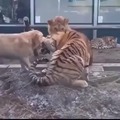 Dog stops fight between tiger and lion
