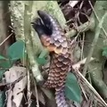 Pangolin climbing, didn't expect them to "inch" like that