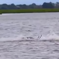 Alligator's Rookie Move Disrupts Deer's Perfect Backstroke