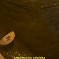 Una cucaracha por Venecia