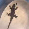 Gecko ataque