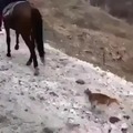 gato weon 21 cola de caballo