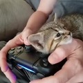 Aww. Gamer kitty