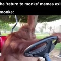 Monkey life