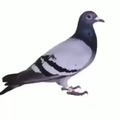 Pigeon :)