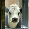 Video filtrado de las vacas avisando que secuestraron a novagecko