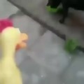 Perro vs pollo chillón