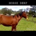 Stop horsing around