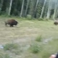 Dog attacks a buffalo
