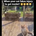 This cat is a liar