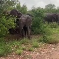 Elephant attacks her sibling. A group of three mother elephants rush to his aid after he cries in pain