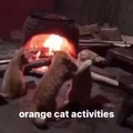 Orange cat memes
