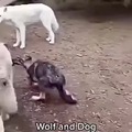 Wolf and dog size difference