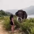 Elephant: Hi there little human, you're quite sweet and - ARE YOU RECORDING FOR TIK TOK?!?