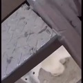 Ataque de oso polar