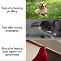 Animals and their reactions