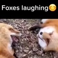Foxes laughing (Sorry for the emoji)
