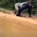 Gorila de respeito