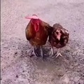 El gallo más macho