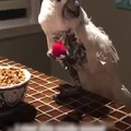 Dancing with a bird to heal his depression