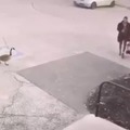 When you try and outrun a goose but it's smarter