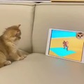 Hilarious Tom wannabe tries to capture Jerry