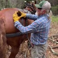 I'm sure horses are happy to help