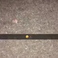 commented item thumbnail