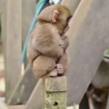 Cuddly monkey