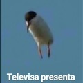 Televisa no presenta